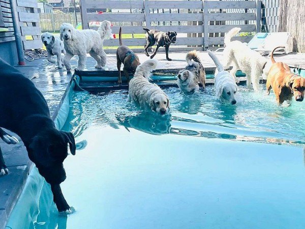 hundepoollE6FyS9gjISVi_600x600